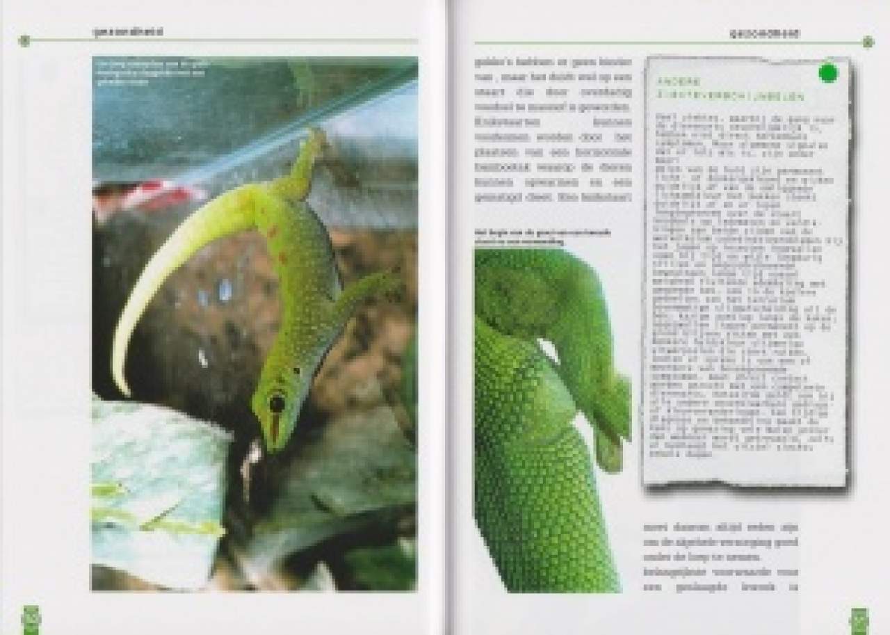 De grote madacasgar-daggekko